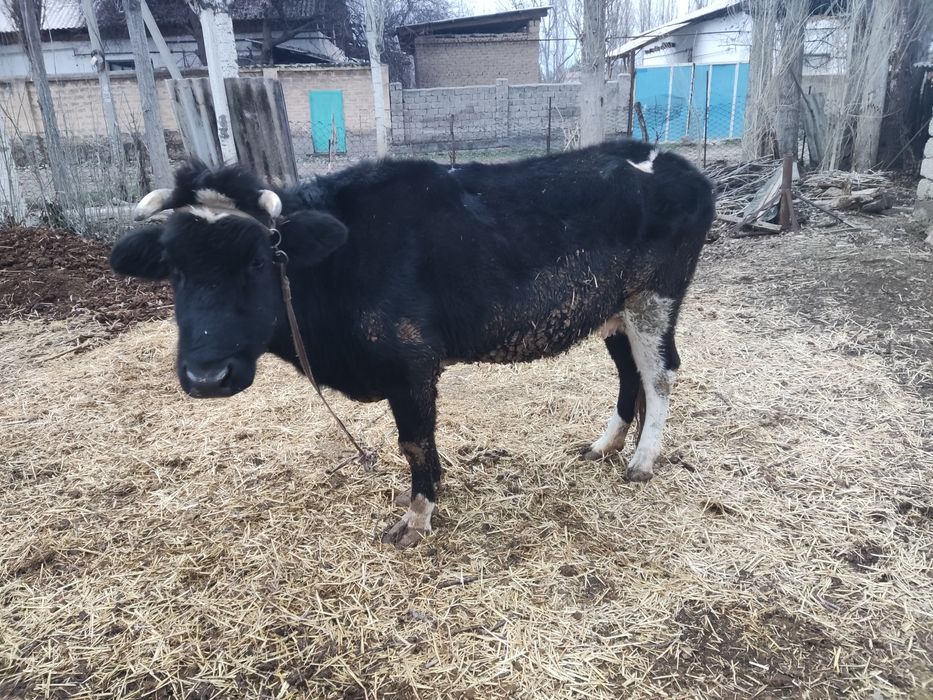 Ona bola sigir sotiladi