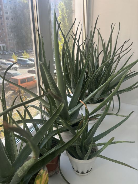 Алоэ вера от 1-3 летние