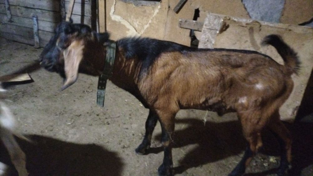 Продам козы Козел козленок