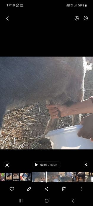 Сауын ешкі бар, лағы жас еркек.