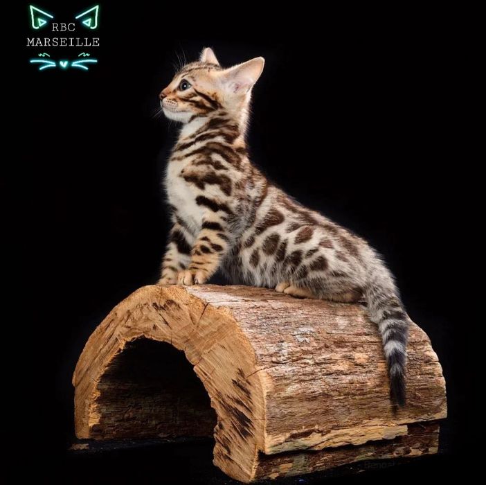 Элитные котята. БЕНГАЛЫ. Детки!