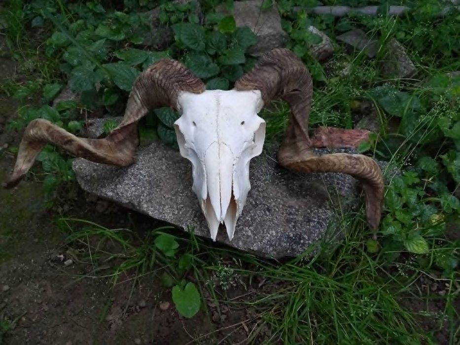 trofeu-trofee-craniu-coarne de berbec rock gothic