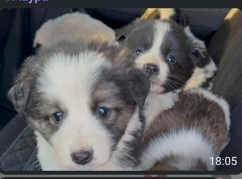 Щенки мальчики и девочки