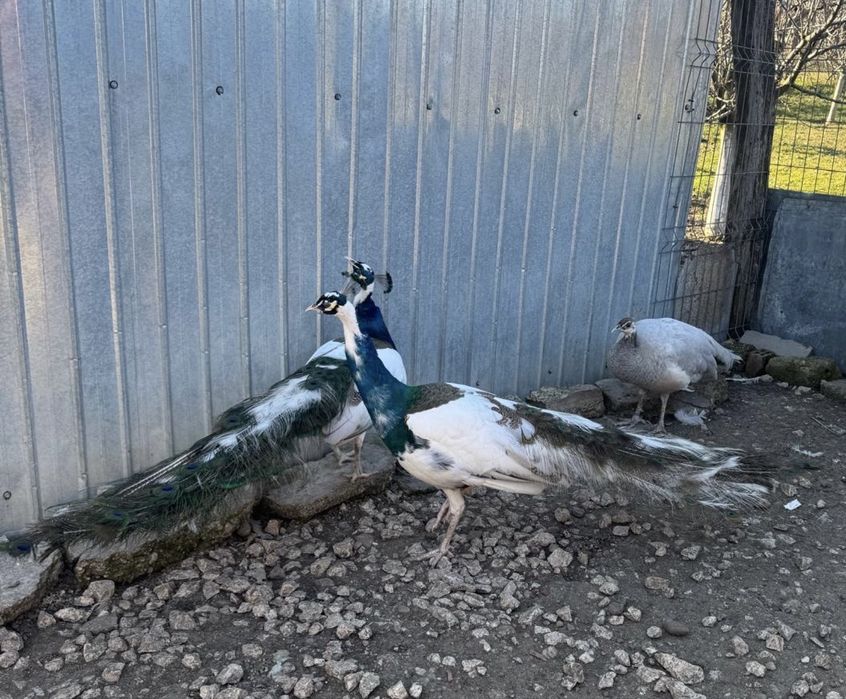 Pauni diferite culori