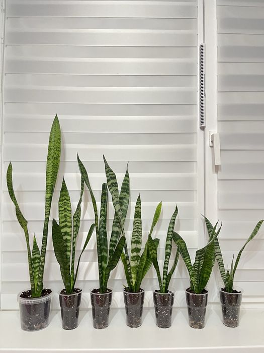 Цветы комнатные. Сансевиерия