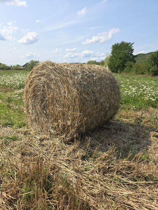 Baloti din paie de grâu