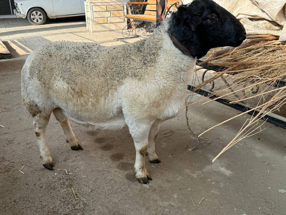 Дорпер кучкор сотилади