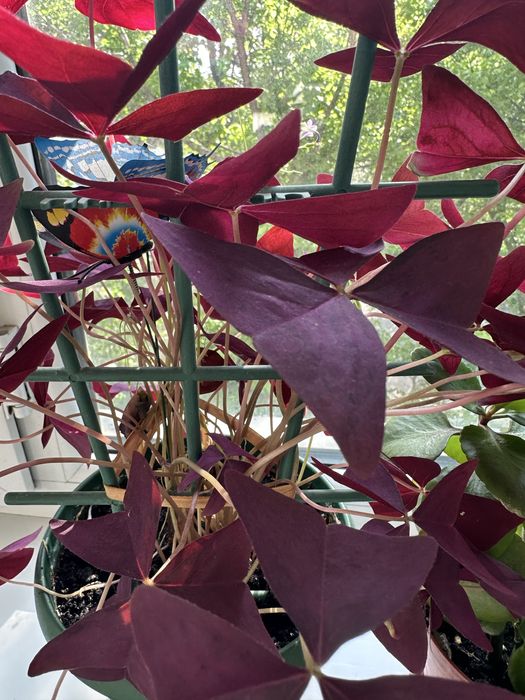 Продам домашние  цветы