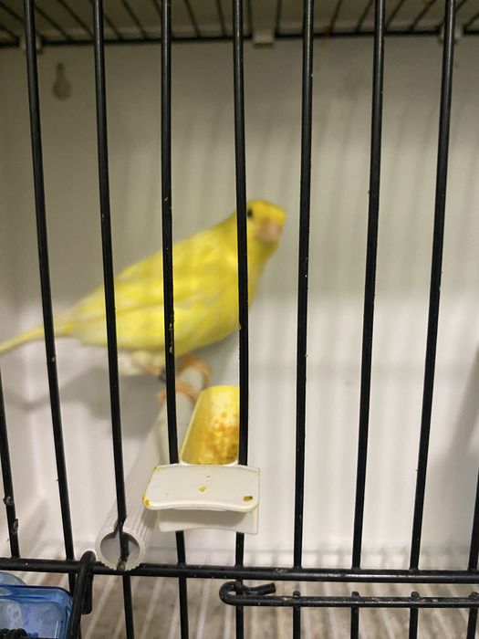 Canari de vanzare