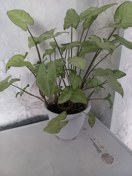 Продам  комнатное  растение - сигнониум