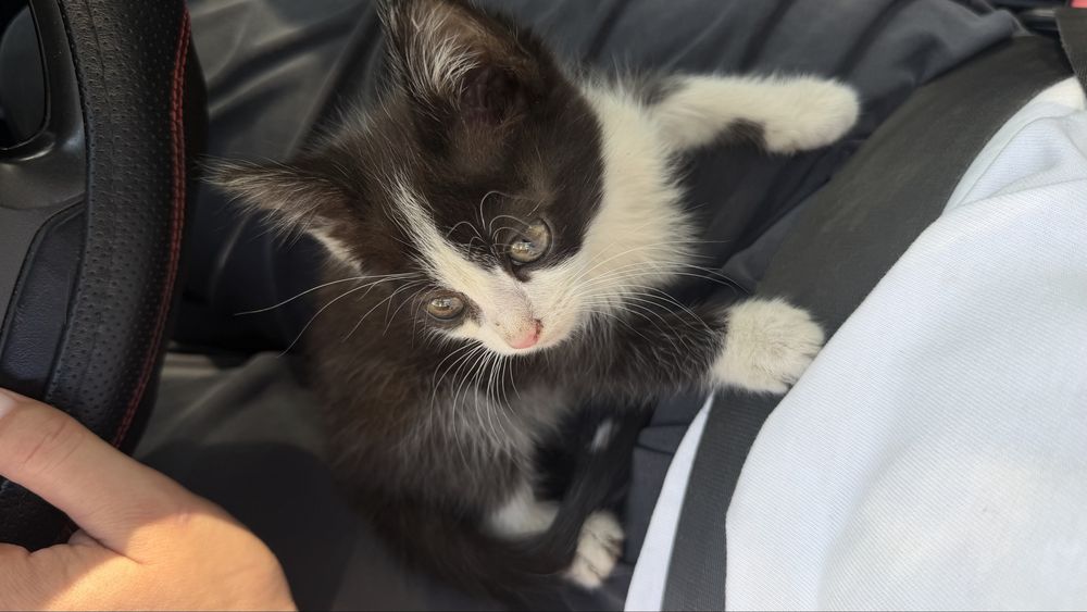 Котенок в добрые руки