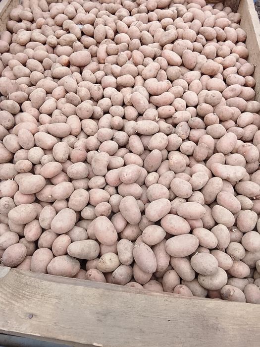 Cartofi rosu samanta