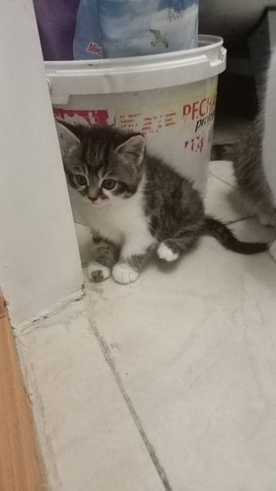 Кошки животные котята