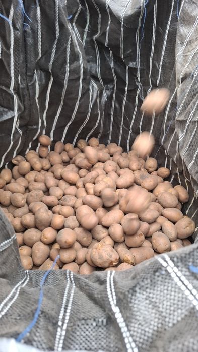 Cartofi de sămânță Bellarosa