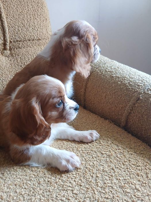 Cavalier King charles spaniels