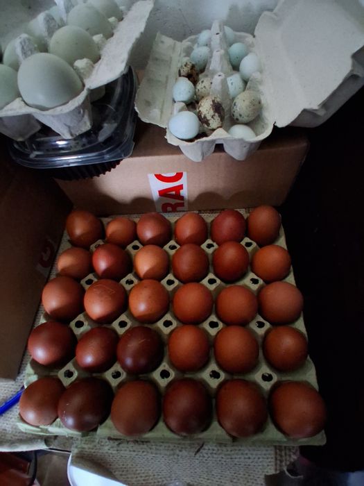 Pui de vanzare ,Marans, Olive