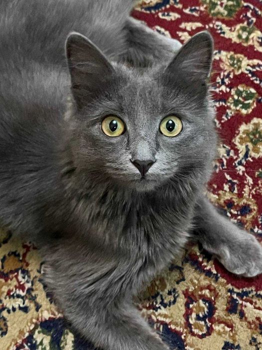 Кошка в добрые руки