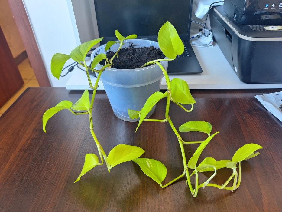 Продам цветок эпипремнум неон