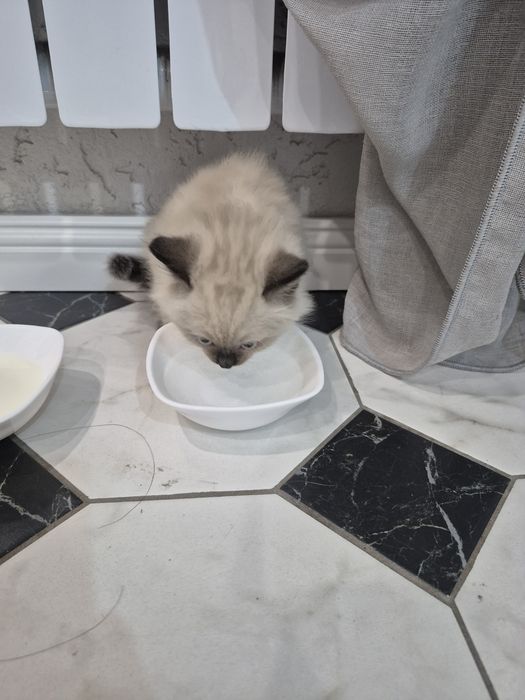 Отдам бесплатно котят