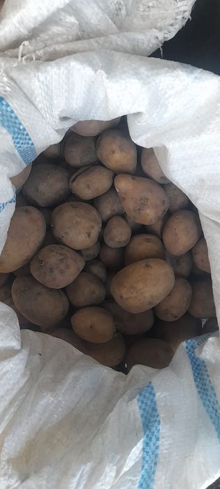 Продам сменной картофель Гала элит