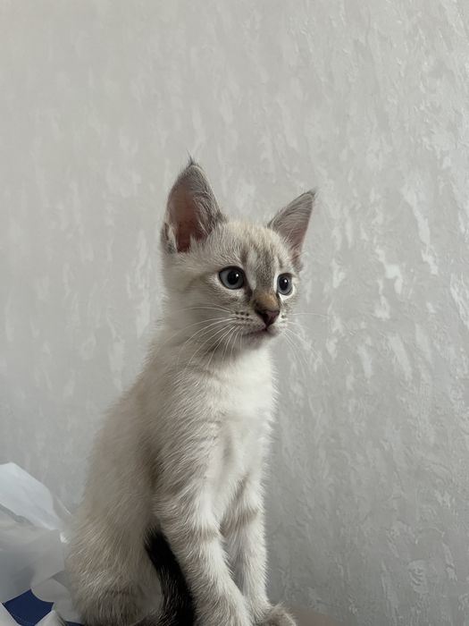 Отдам котенка в добрые руки