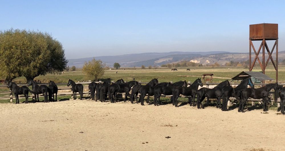 Friesian Frizian Friz armăsar iapa manz