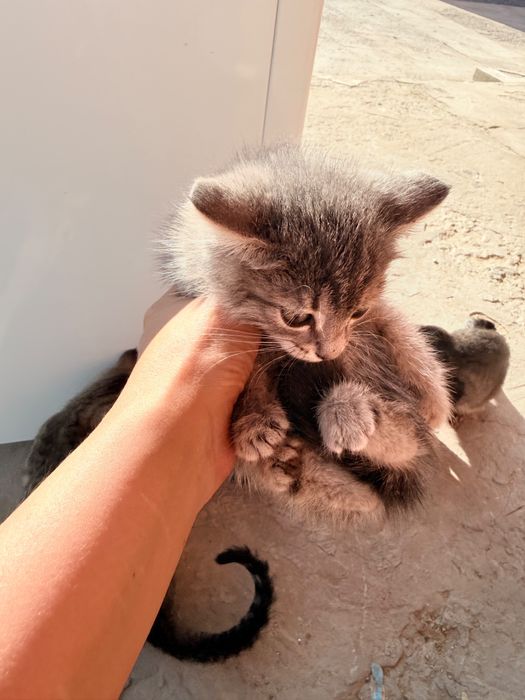 Котята беслатно в хорошие руки