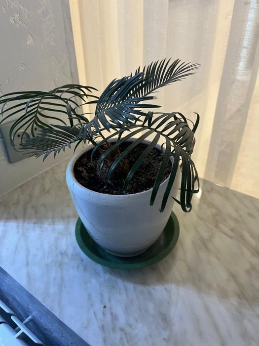 Продам красивый цветок