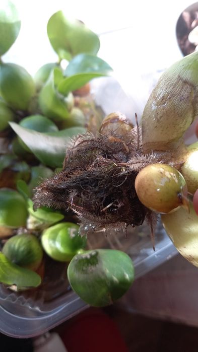 50 lei / 20 buc. Zambile amazoniene, salata de Nil, Egeria, plante de apa.