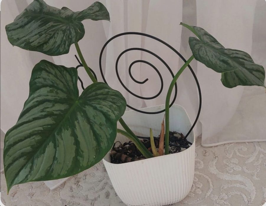 Домашние комнатные цветы