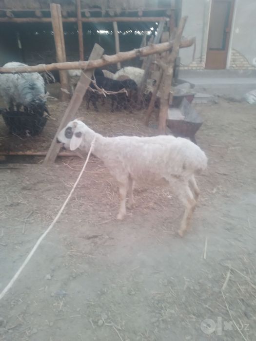 Duraga Moda barra sotiladi