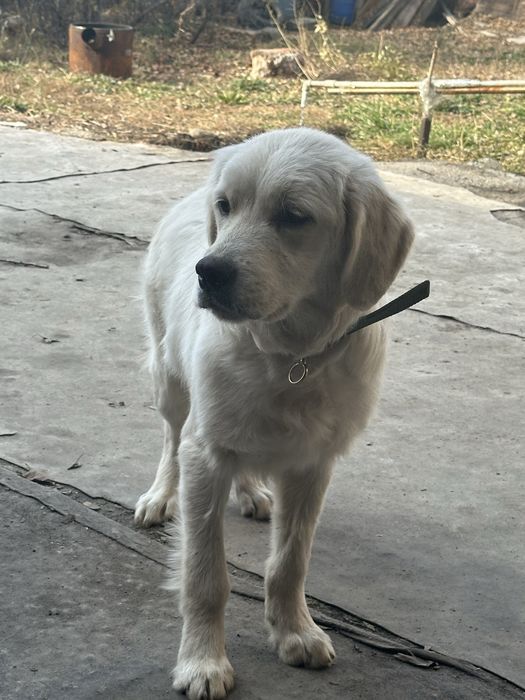 Золотистый Ретривер