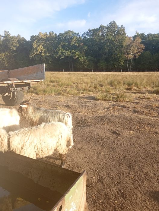 Țap de tineri buni de montă
