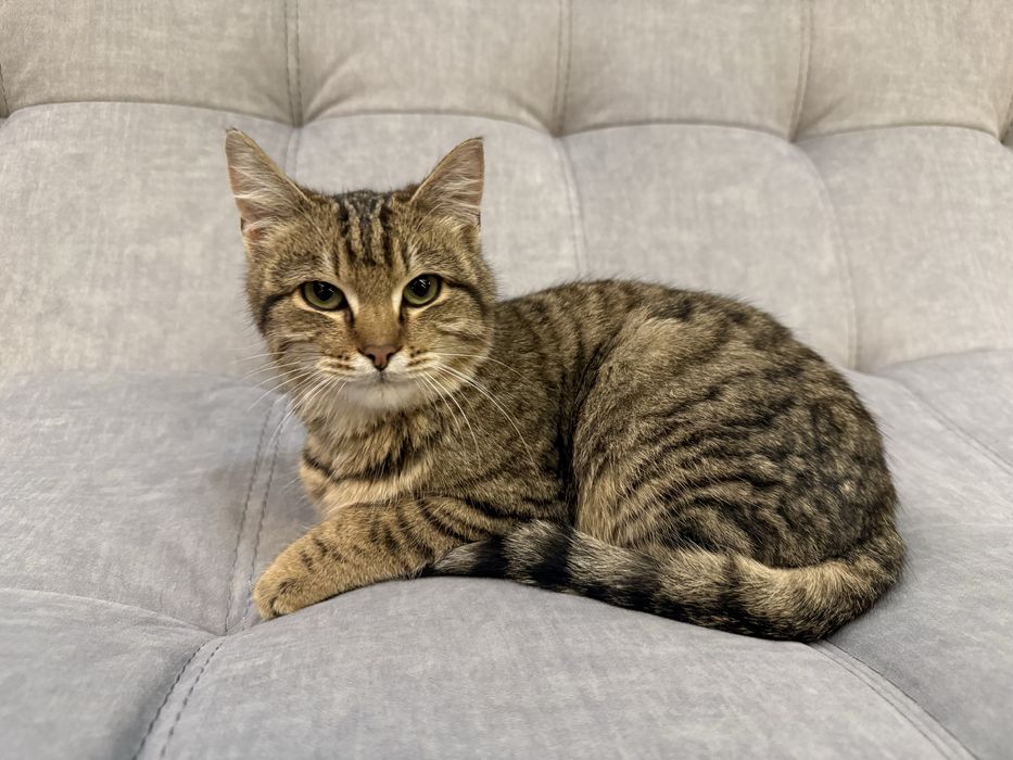 Котик в добрые руки