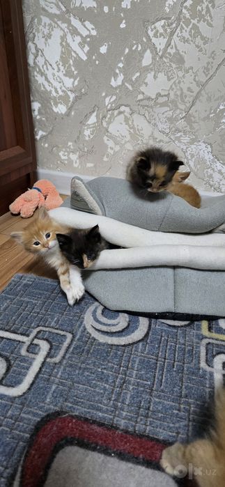 Котенки 4 рыжие 4 черные