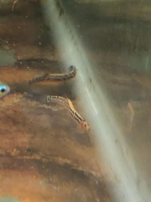 Kuhli loach sanitari
