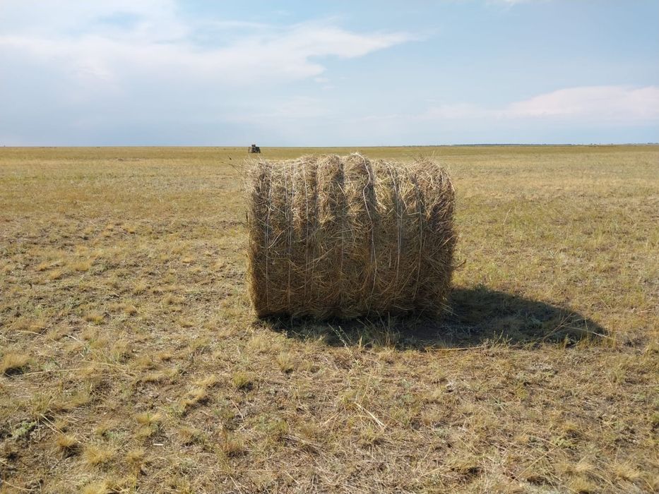 продам сено в тюках и в руллонах
