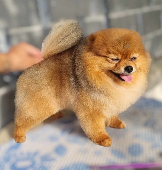 Померан уникално момче