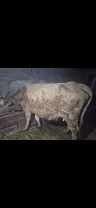Продам корову Уштобе Исаева 45