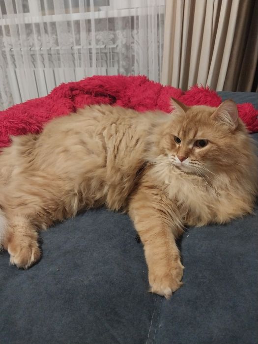 Отдам кота в добрые руки