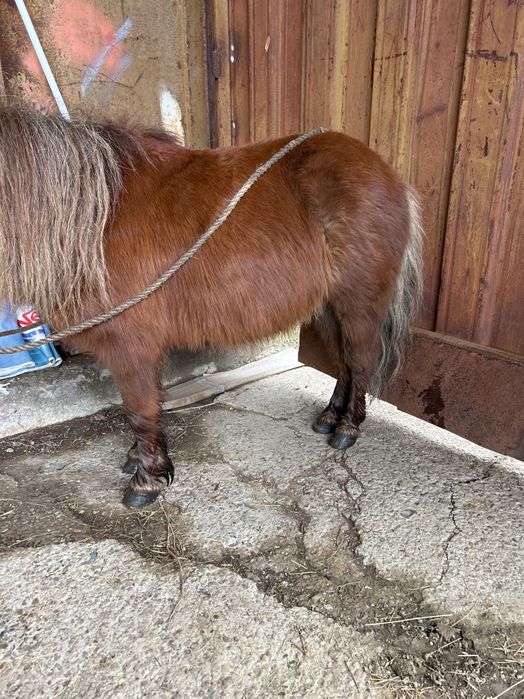 Ponei armăsar de vânzare