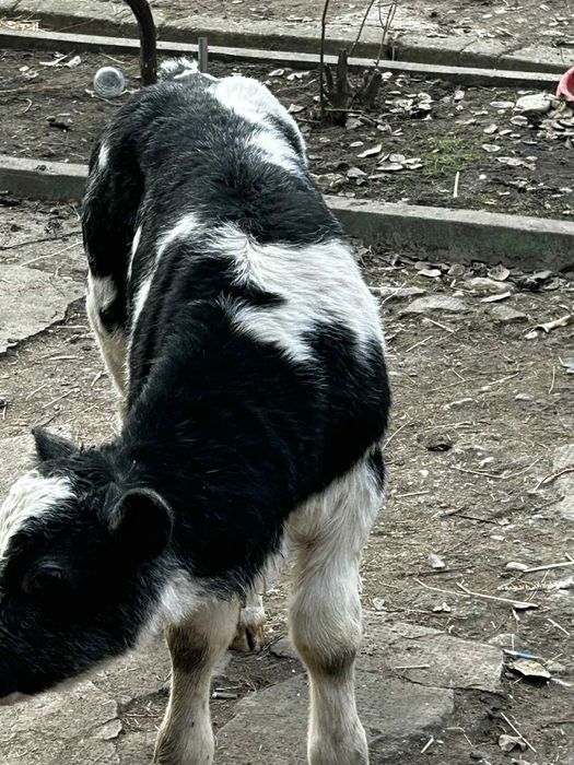 Vând un tăuraș belgian