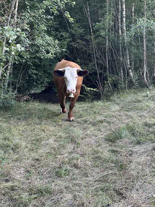 Vaca de 3 ani  baltata