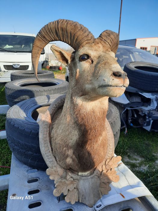 Трофей МУФЛОН...