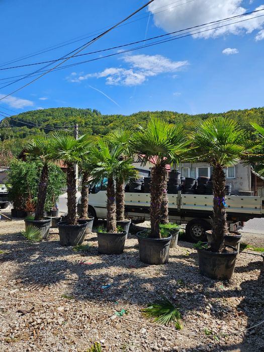 Palmieri trachycarpus fortunei, rezistenți la -18 grade