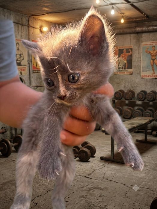 Отдам котят в добрые руки