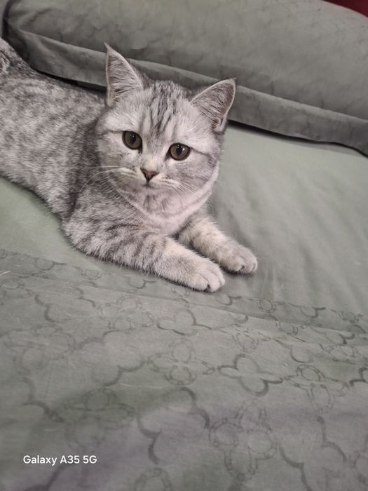 Продаётся котёнок