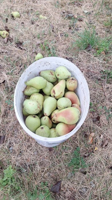 Pere pentru palincă sau suc 1.5 lei/kg