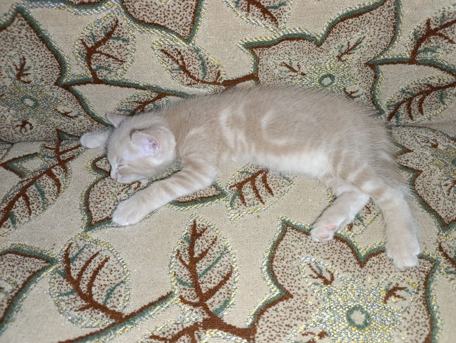 Отдам кота в хорошие руки