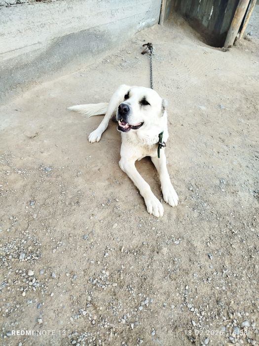 Ит сатам болмаса айырбастаймын.